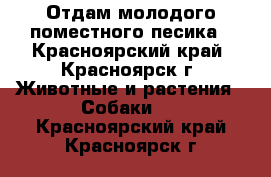 Отдам молодого поместного песика - Красноярский край, Красноярск г. Животные и растения » Собаки   . Красноярский край,Красноярск г.